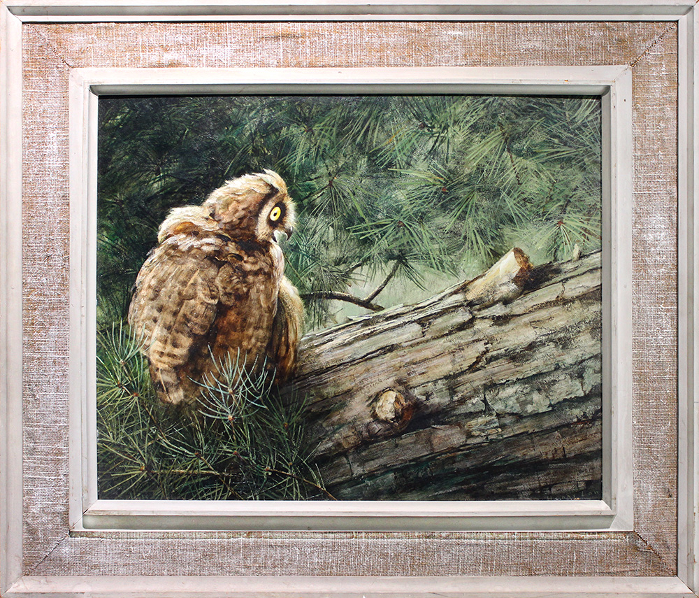 Long-eared Owl in Pine Shadows